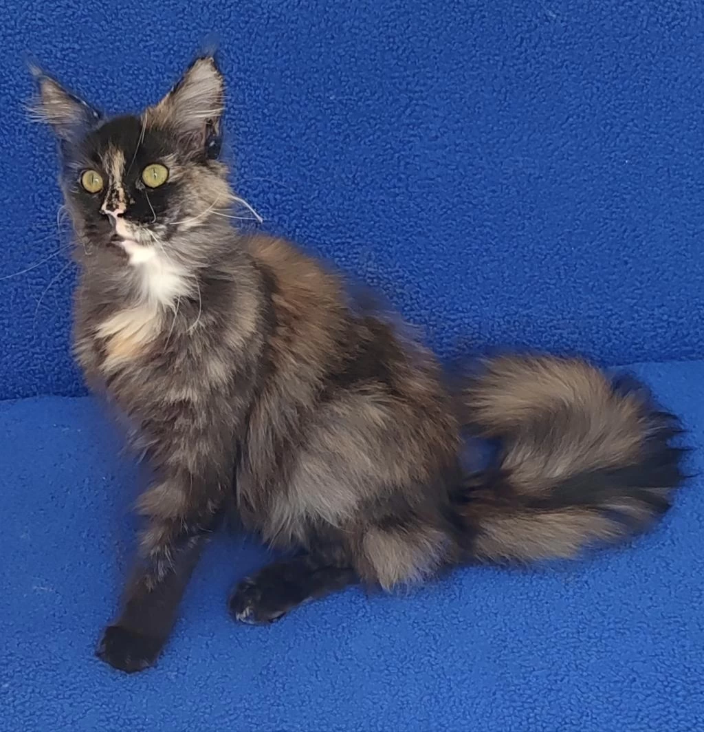 Buyrun Sizlere Dev Bir Maincoon Dişi Tortie