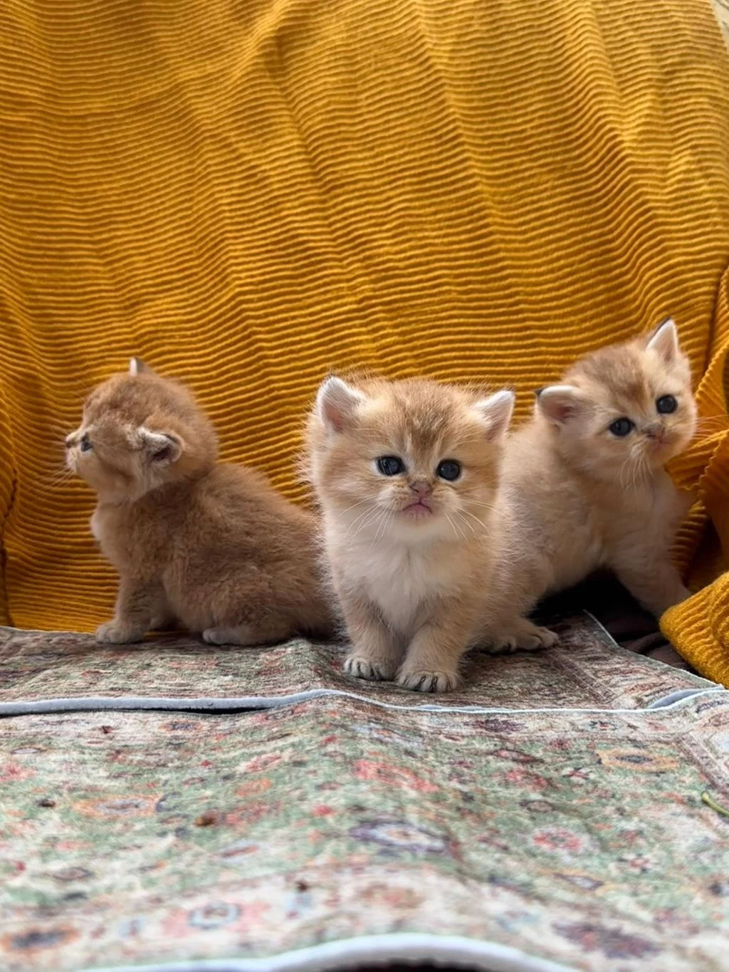 Golden British Longhair Güzellikler