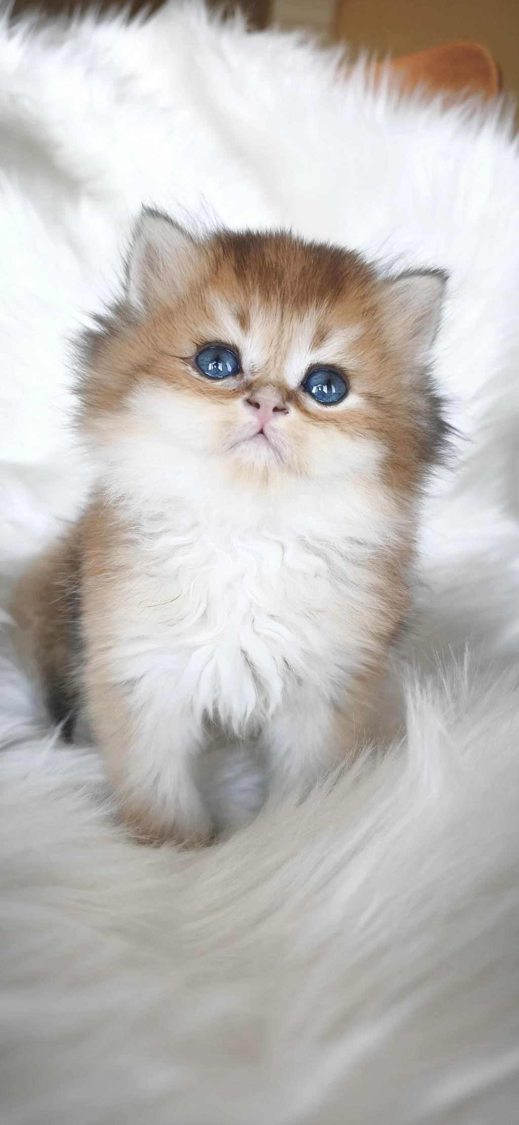 Ny25 Erkek British Longhair