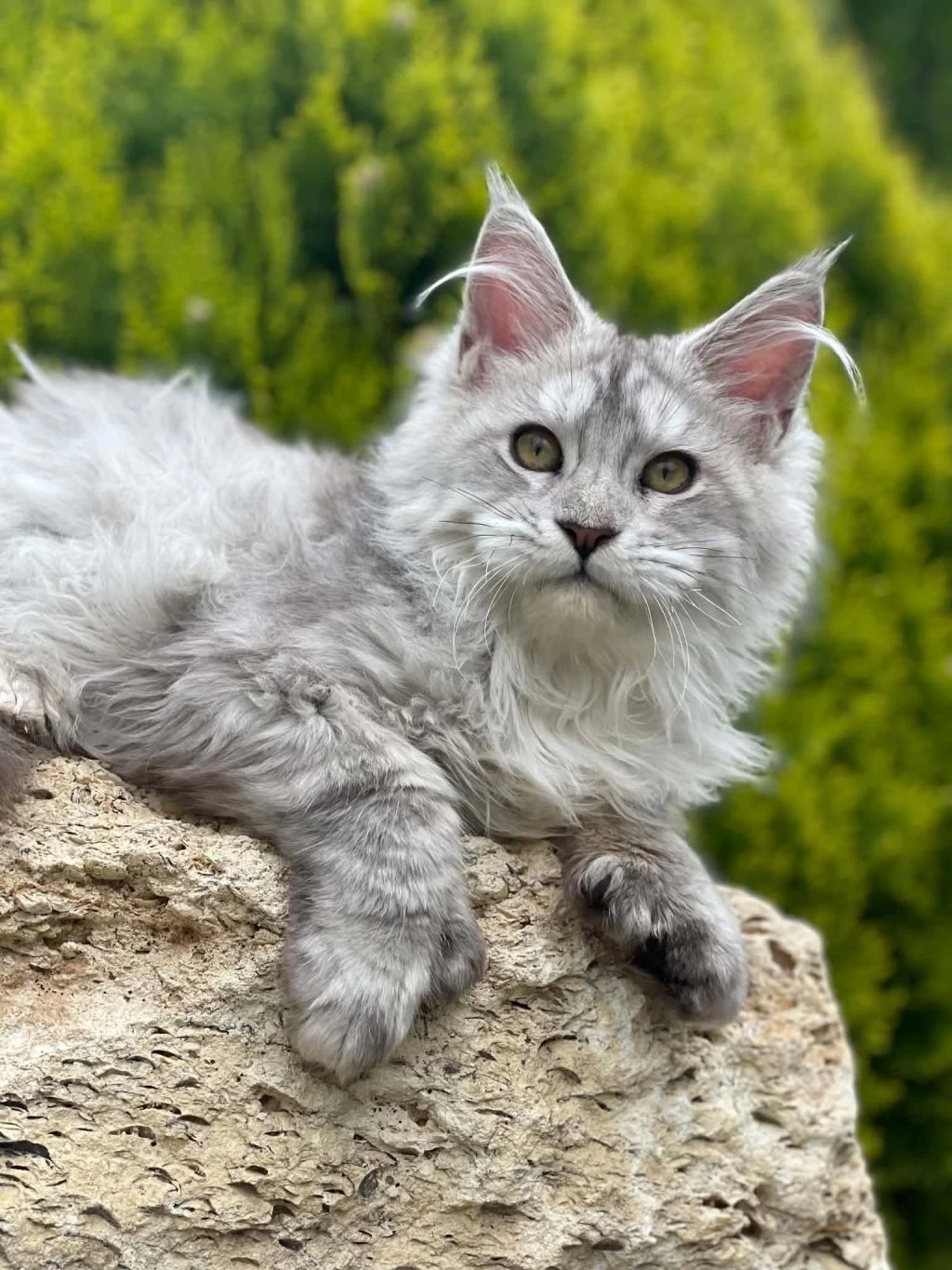 Maine Coon Shaded Line Polydactyl Erkek