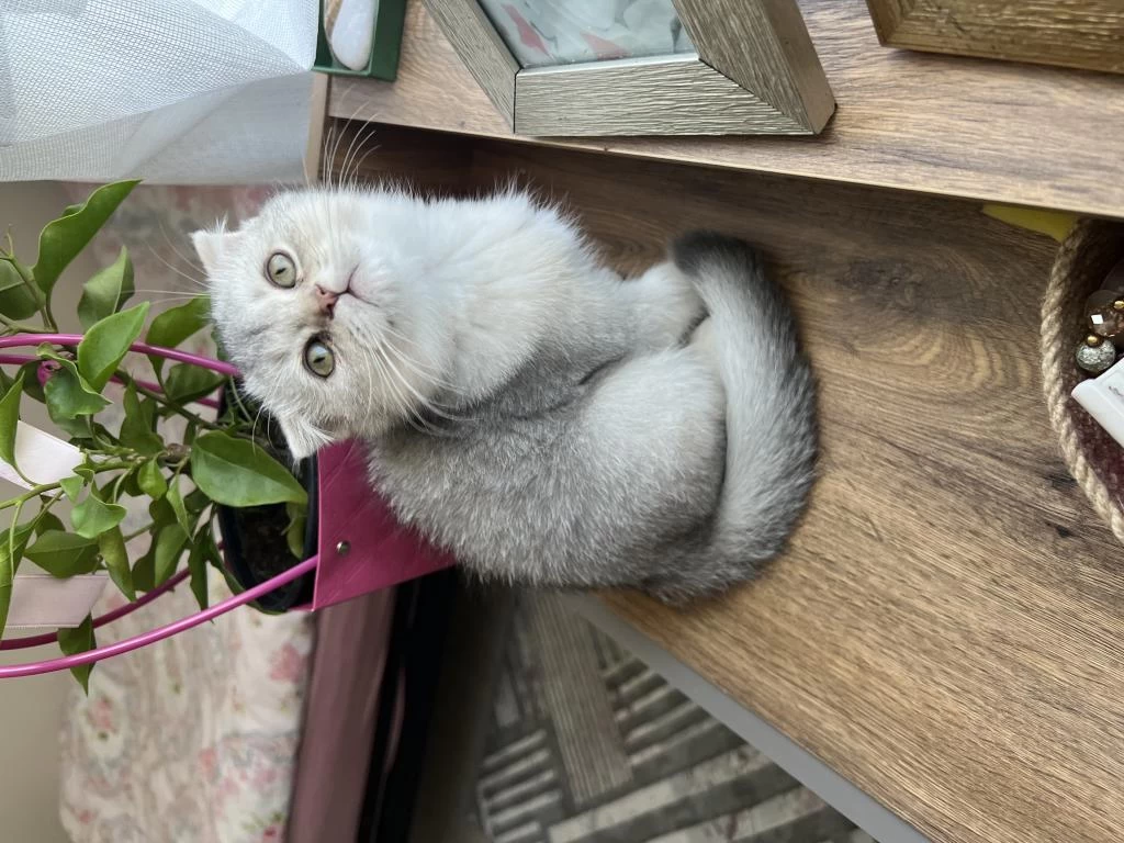 Teslime Hazır Silver Bebek Kediler