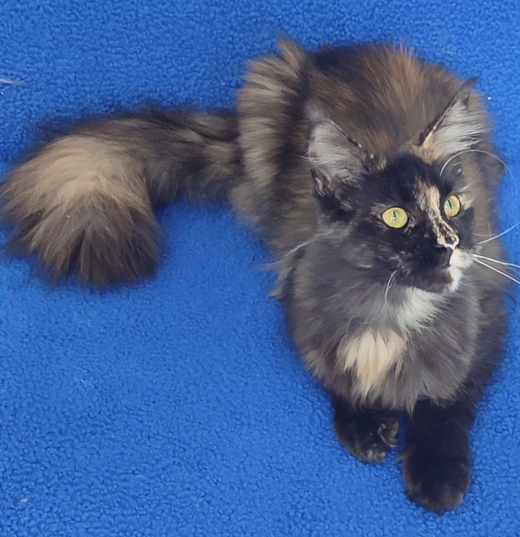 11 Aylık Maine Coon Dişi Teslime Hazırdır