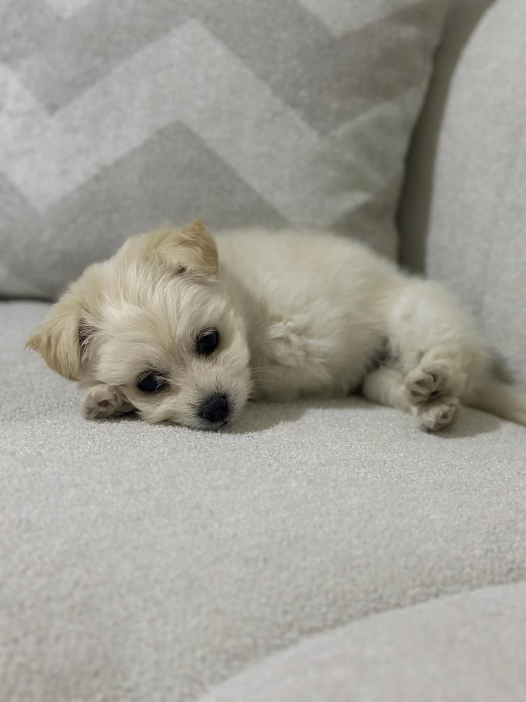 0 Numara Maltese Terrier #61918 | Petciler