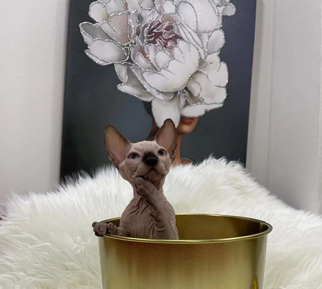 Sphynx Sfenks Dişi Erkek