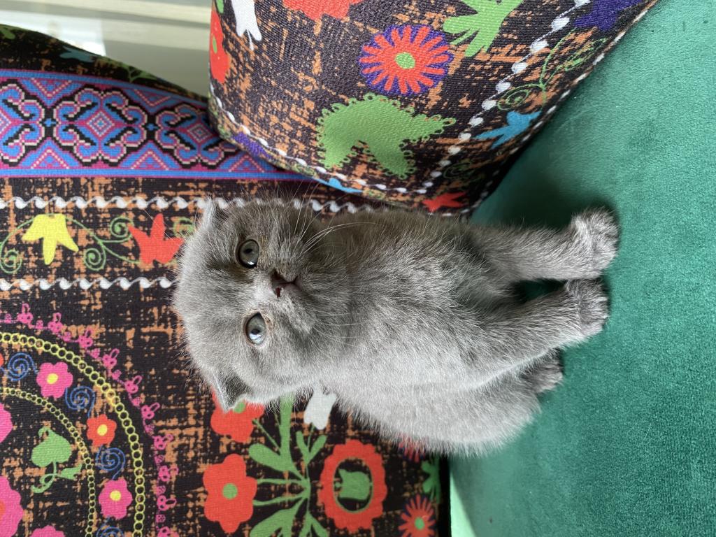 Grı Kırık Kulak Yavru Scottish Fold