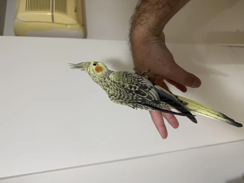 Bayram Şekeri Jumbo Erkek Sultan Papağanı