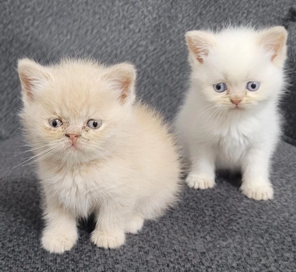 Minik Persian Dostlarımız Yeni Yuvalarını Arıyor