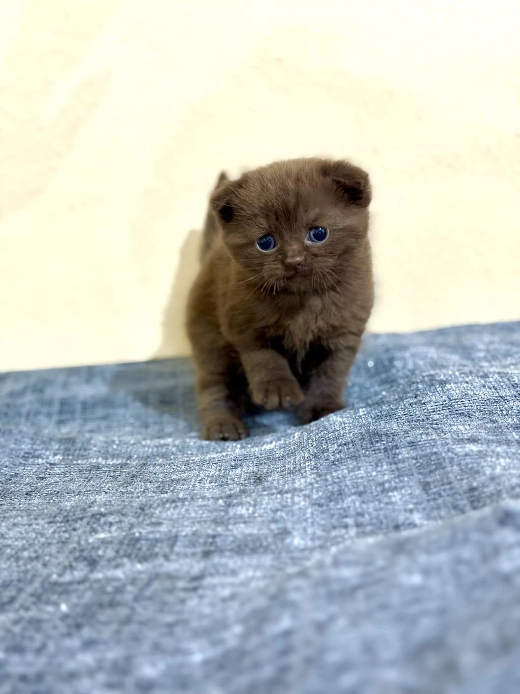 Erkek Çikolata Scottish Fold