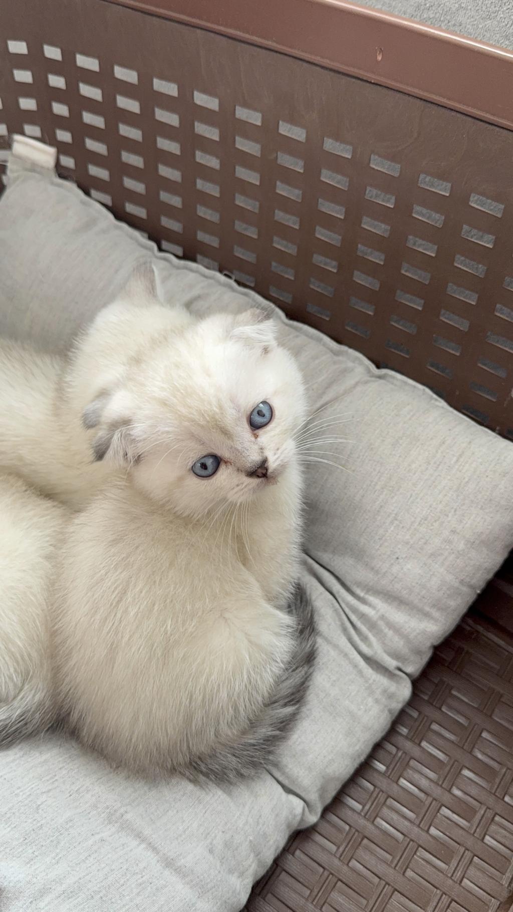 Scottish Fold Top Kafa Bebekler