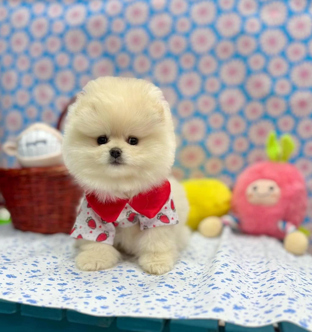 Safkan Pomeranian Boo Yavrularımız