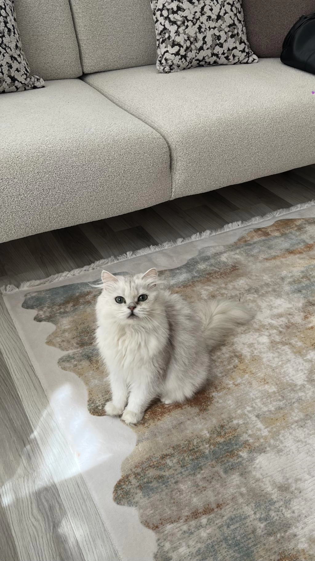 Ücretsiz British Longhair