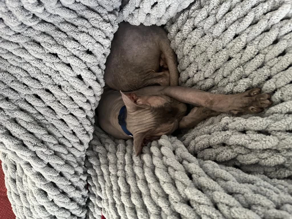 Safkan Erkek Sfenks Kedi