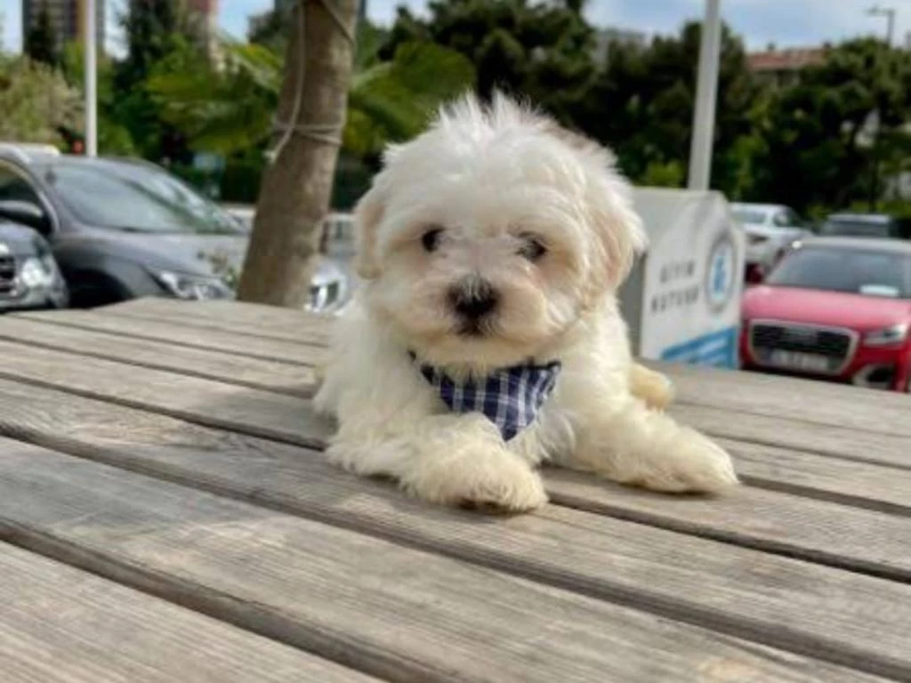 Maltese Terrier Sifir Numara A Kalite Yavrularim