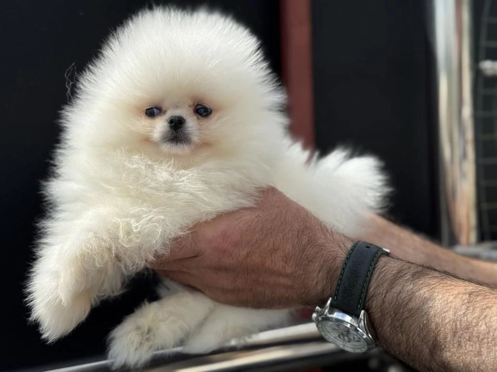 Petmode Köpek Çiftliğinden Tea Cup Pomeranian