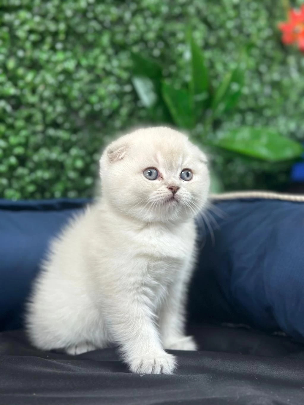 Koca Kafa Kedilerimiz Aa Kalite Safkandir