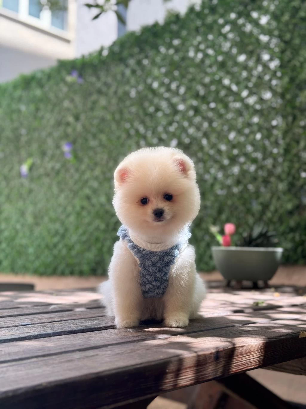 Sağlik Ve İrk Garantili Pomeranian Bebek
