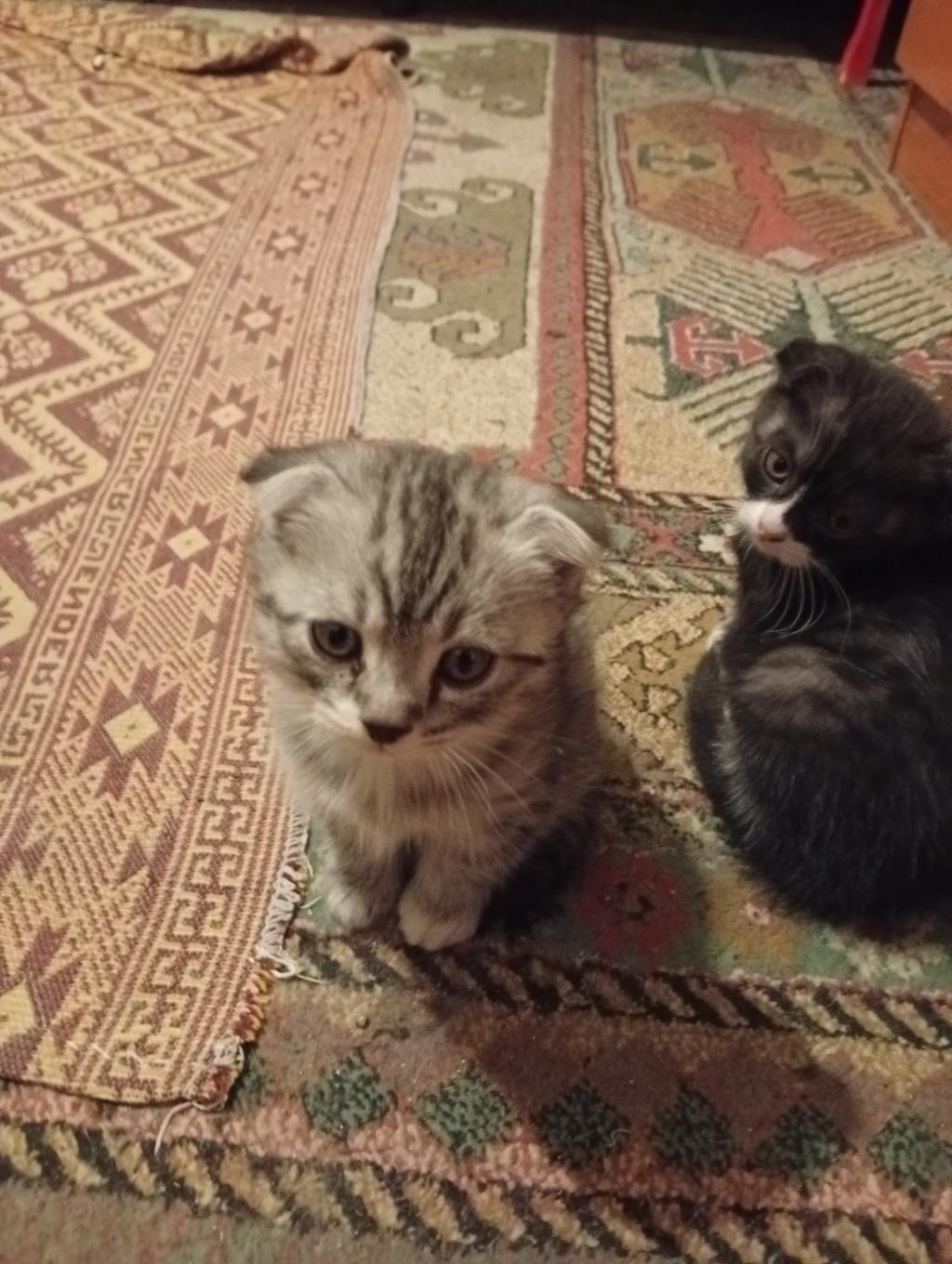 Toplu Veya Tek Kedilerim
