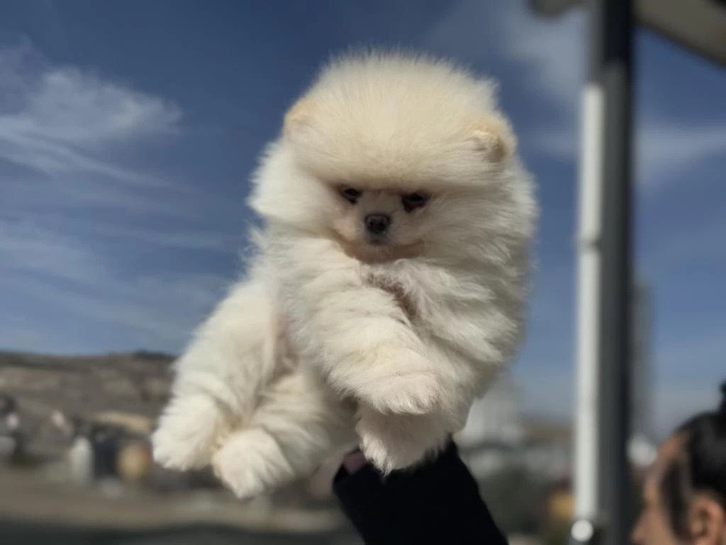 Tea Cup Teddy Face Pomeranian Lar Petmode Den