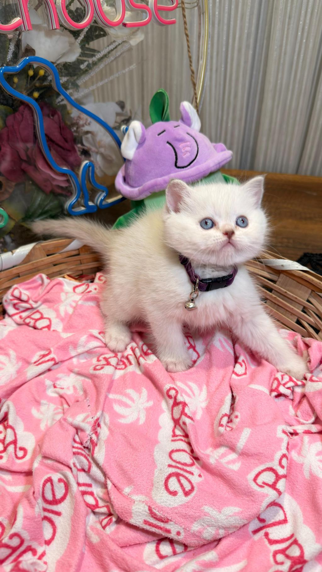 Safkan British Shorthair Ve Scottish Fold Yavrular