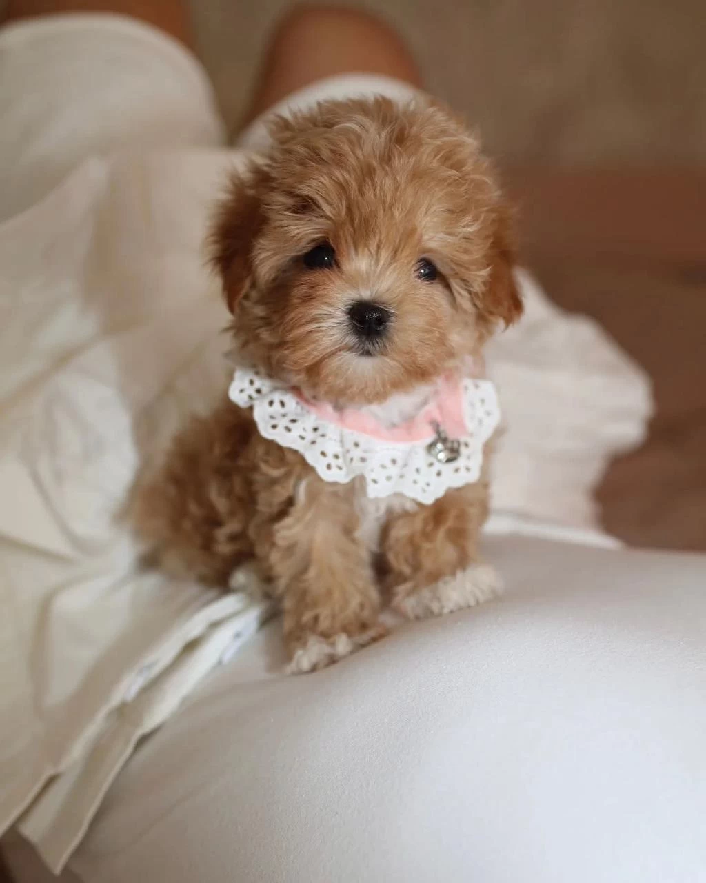 Maltipoo Yavrularımız