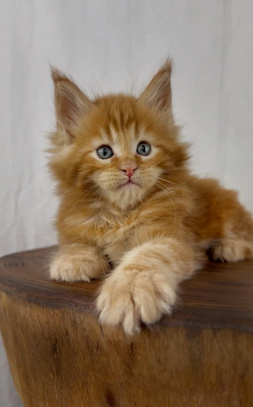 Maine Coon Erkek Üst Kaliteli Wcf