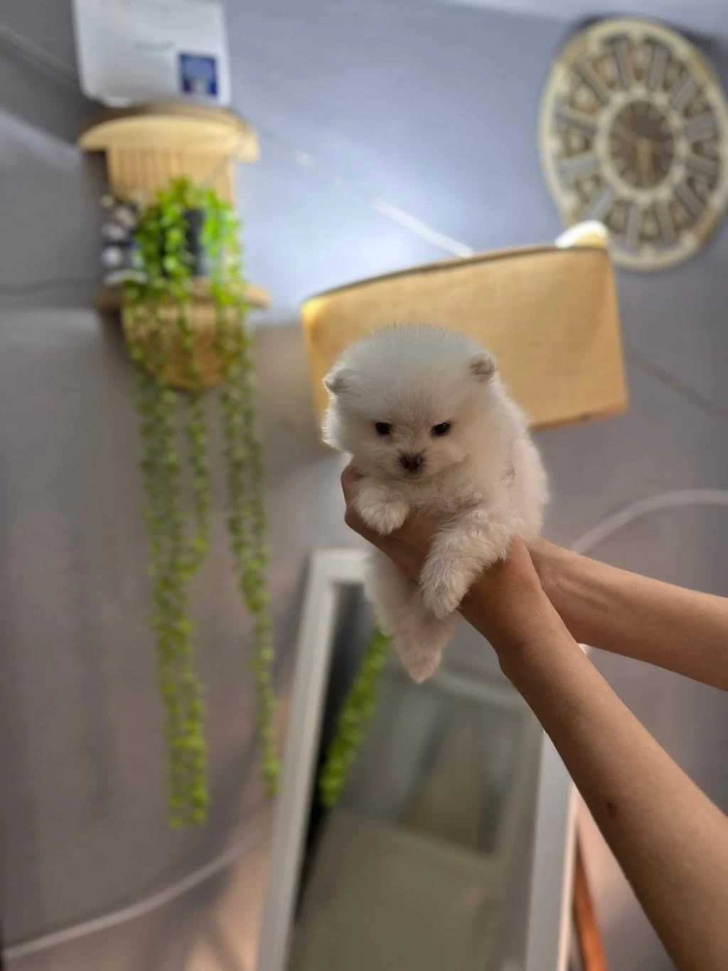 Pomeranian Boo Erkek Ve Dişi Yavrularımız