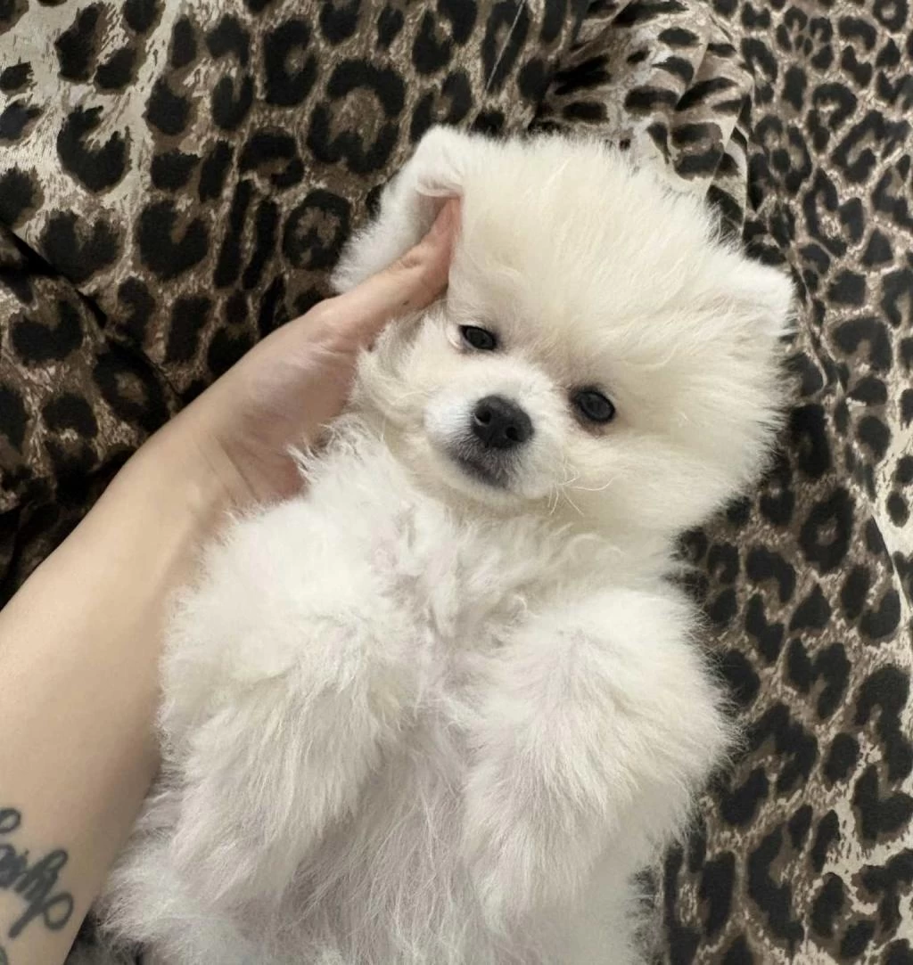Pomeranian Dişi Üst Kaliteli