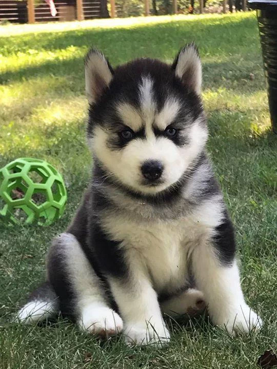 Mavi Gözlü Husky Şekerlemeler