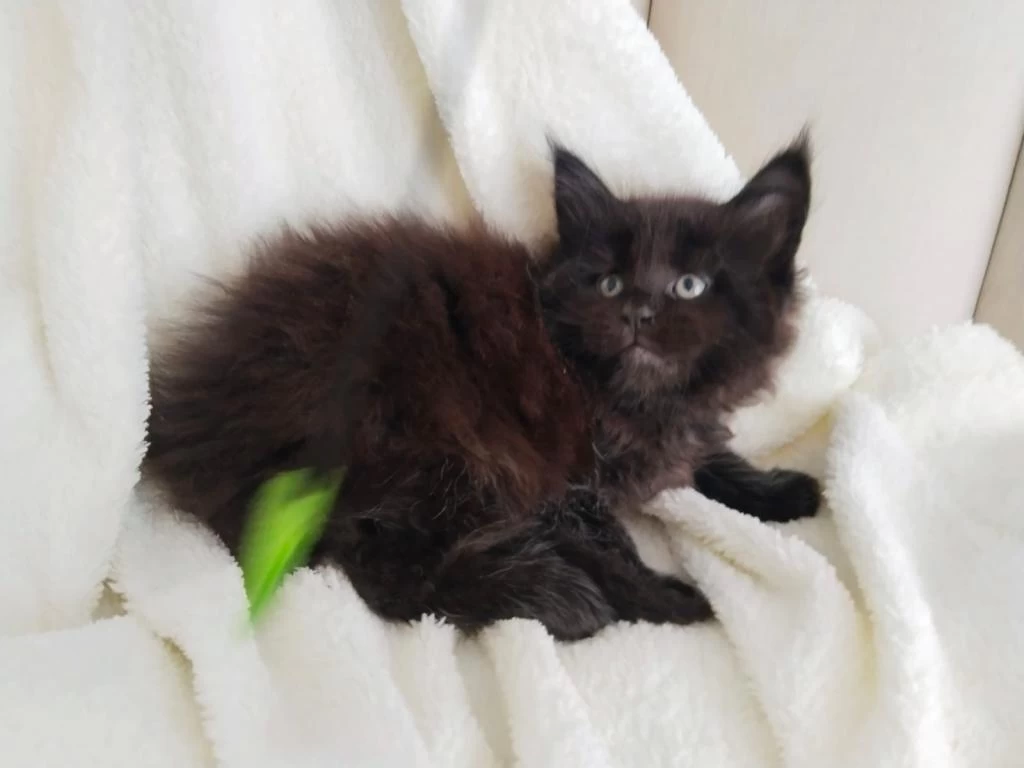Xxxl Maine Coon Üst Kaliteli Dişi