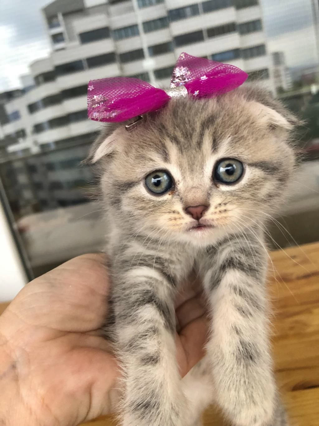 Scottish Fold Yavru Kedimiz