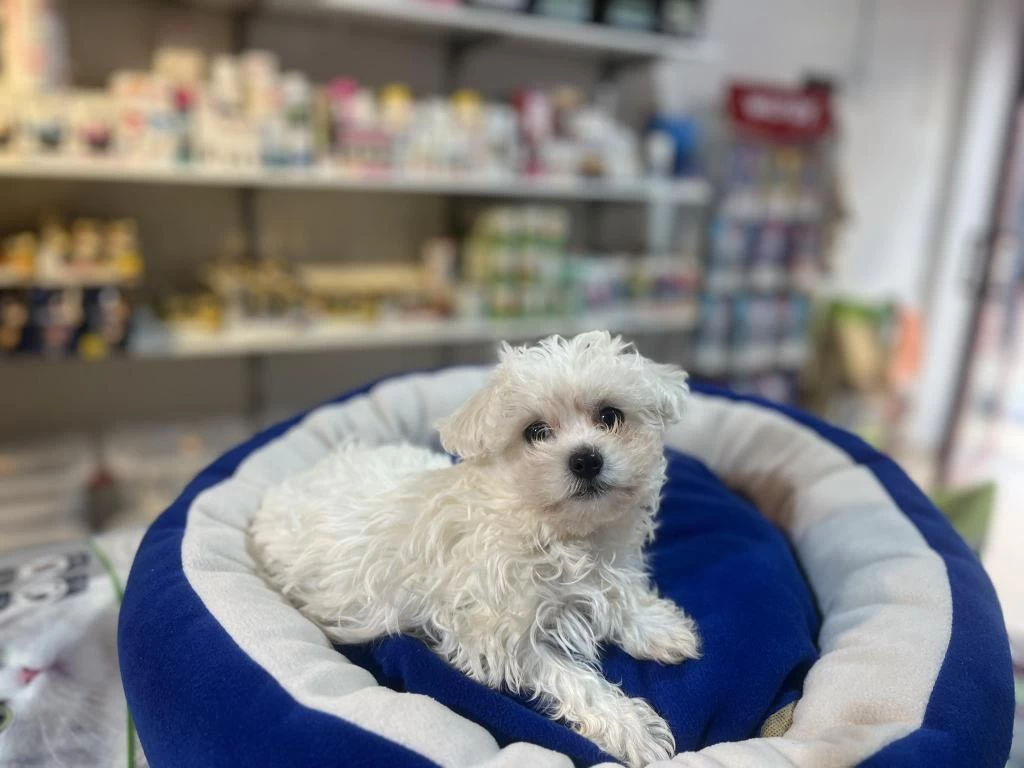 Bembeyaz Gerçek İrk Garantili Kore Maltese Terrier
