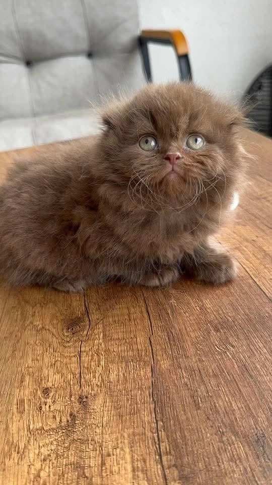 Safkan Scottish Fold Longhair