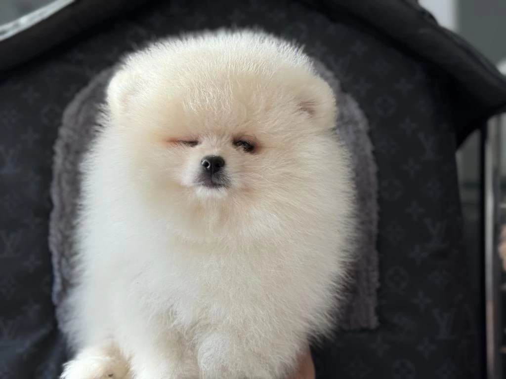 Ankaranın En Kaliteli Teddy Face Pomeranian Yavruları