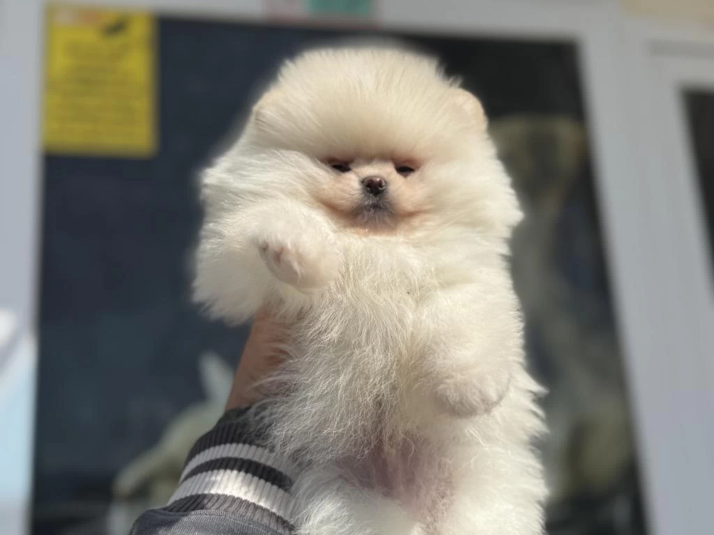 Petmode Köpek Çiftliğinden Tea Cup Pomeranian