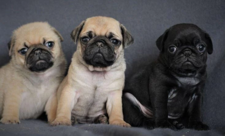 İrk Ve Sağlık Garantili Pug Yavrular Tacedpet