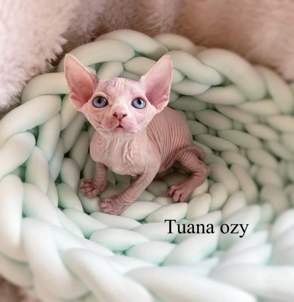Top Quality Sphynx (pedigreed)
