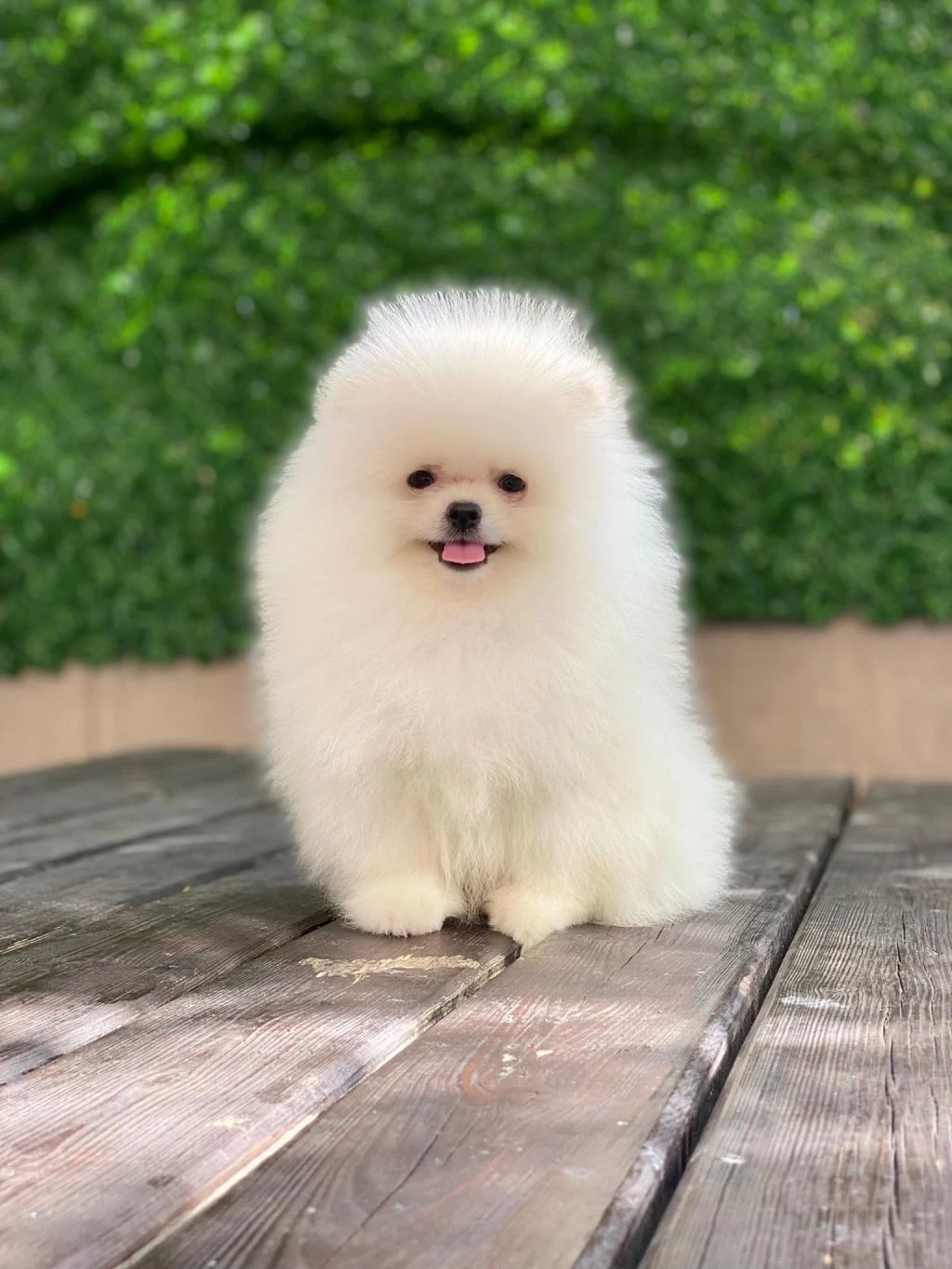 Ankaranın En Seçkin Pomeranian Yavruları