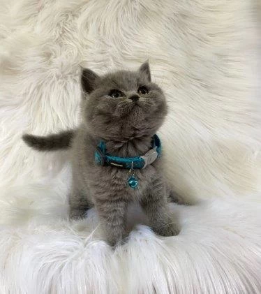 İrk Ve Sağlik Garantili British Shorthair