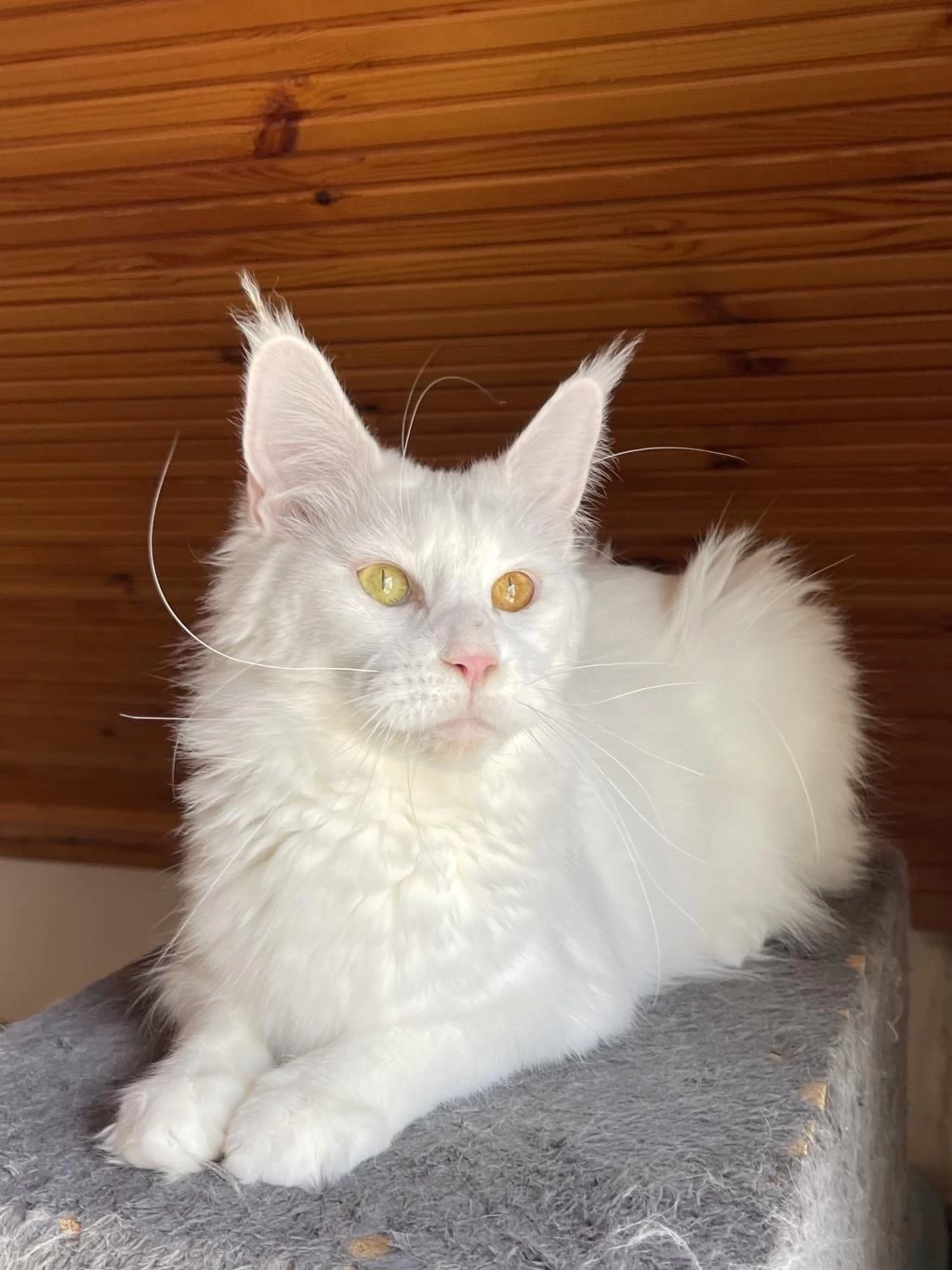 Maine Coon Xxxl Kedimiz