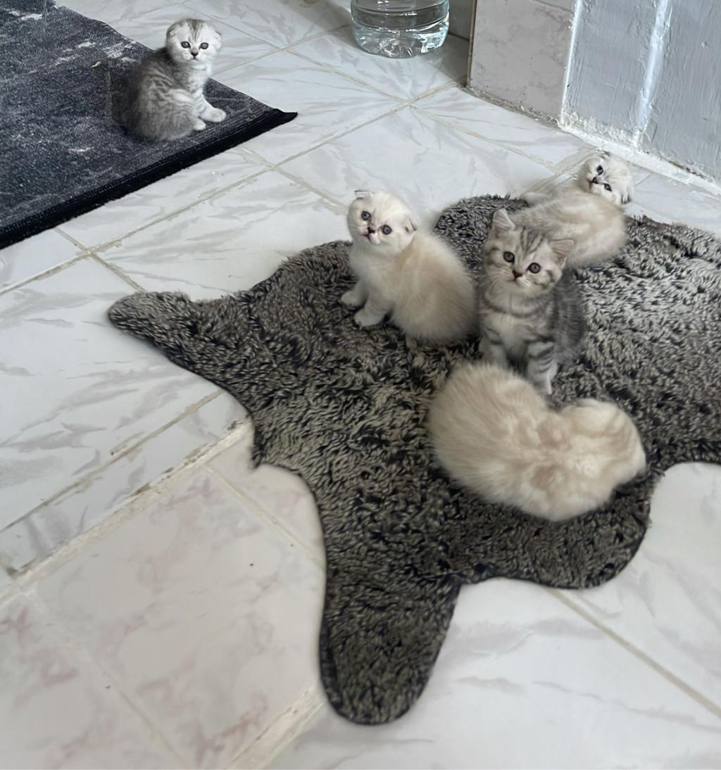 Scottish Fold Blue Point Yavrularımız