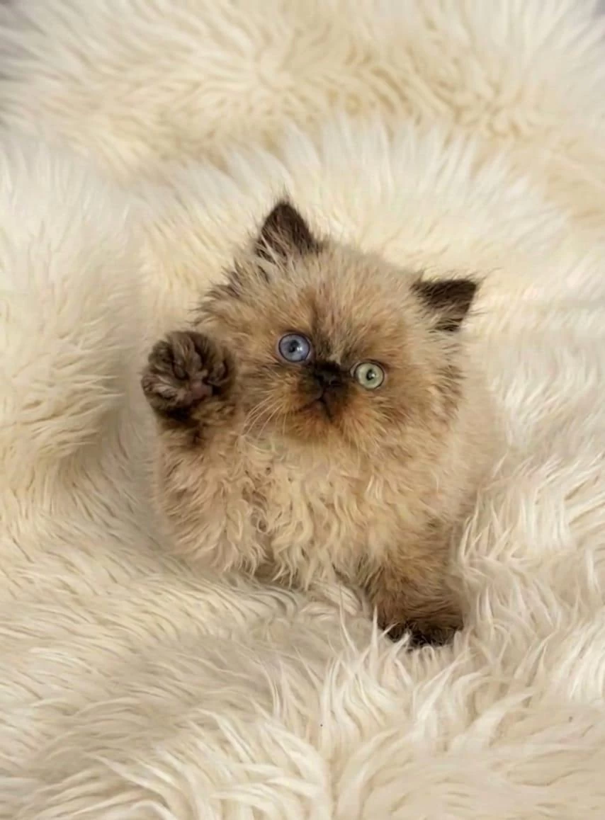 İran Himalayan (odd Eyes)