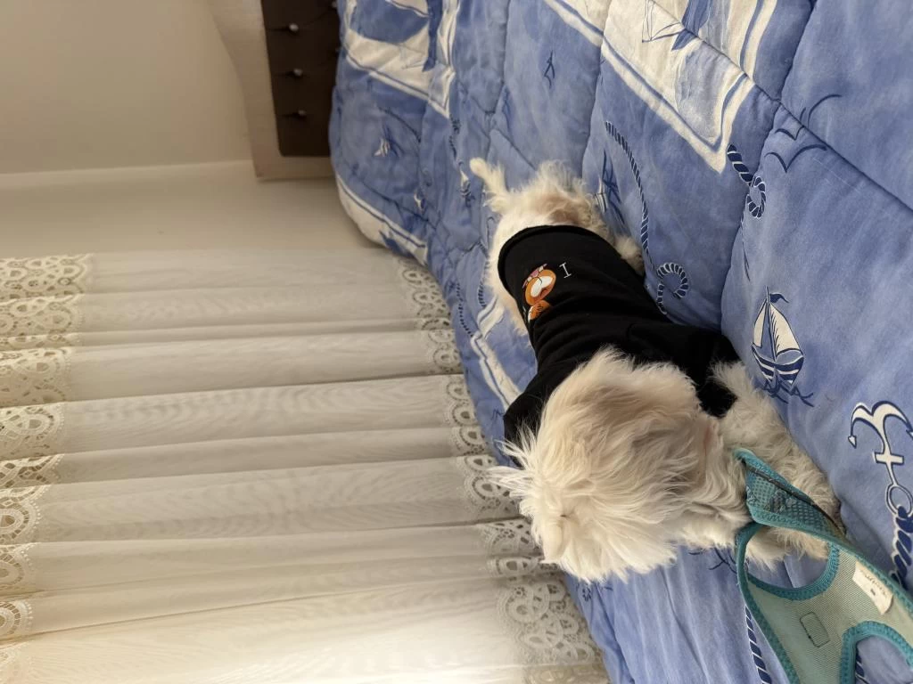 4 Aylık Erkek Maltese Yavrumu Sahiplendiriyorum