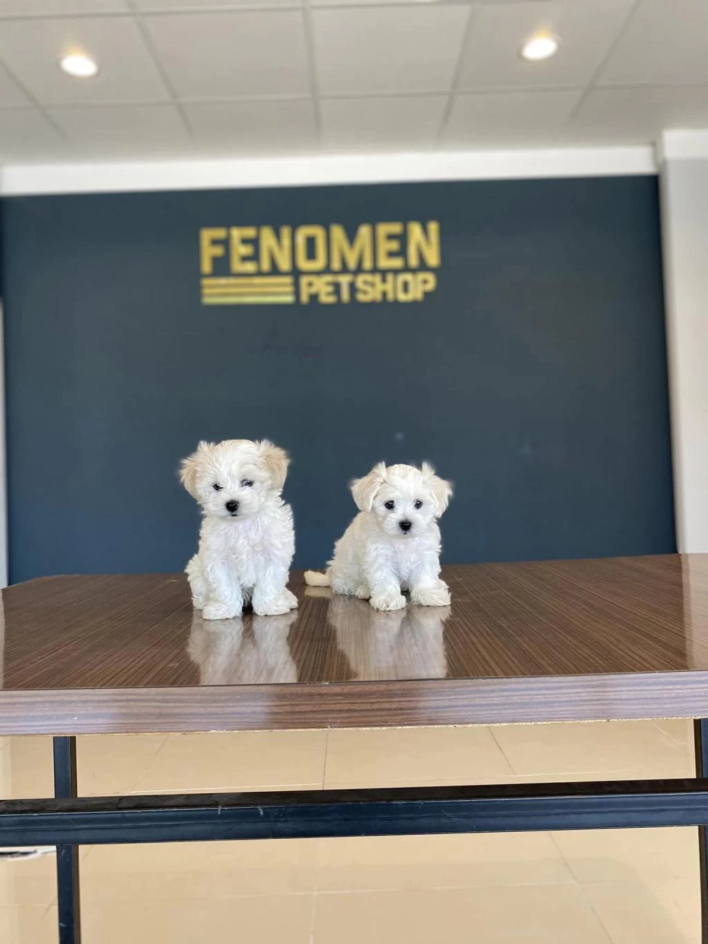 Teacup Maltese Terrier Yavrular Ankara Mağazamizda