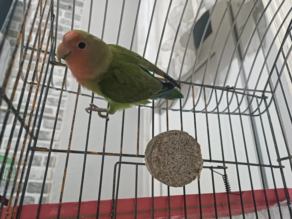 6 Aylık Erkek Sağlıklı Ve Oyuncu Sevda Papağanı