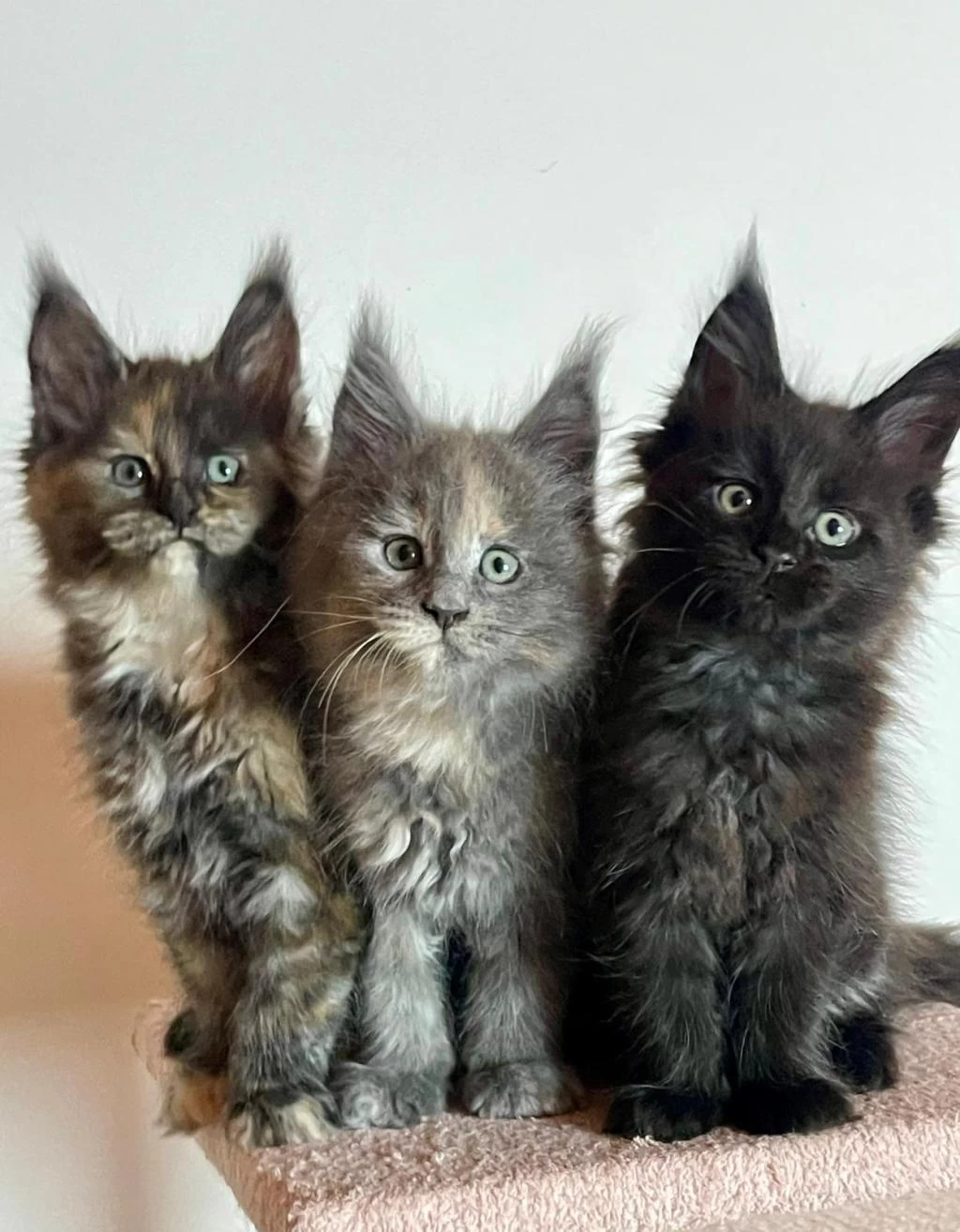 Maine Coon Üst Kaliteli Yavrular