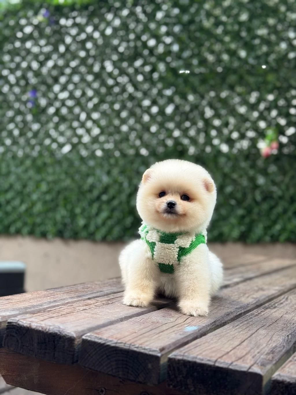 Yavru Pomeranian Boolarımız