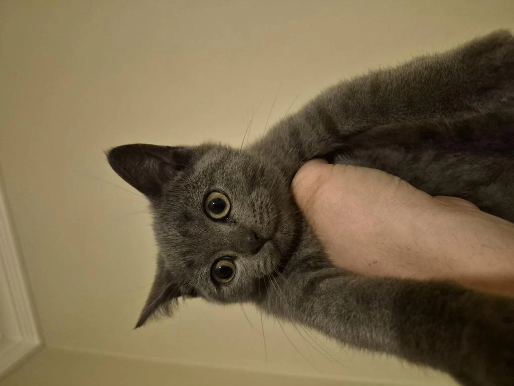 Erkek British Shorthair Yavrumuz Yeni Yuvasini Ariyor
