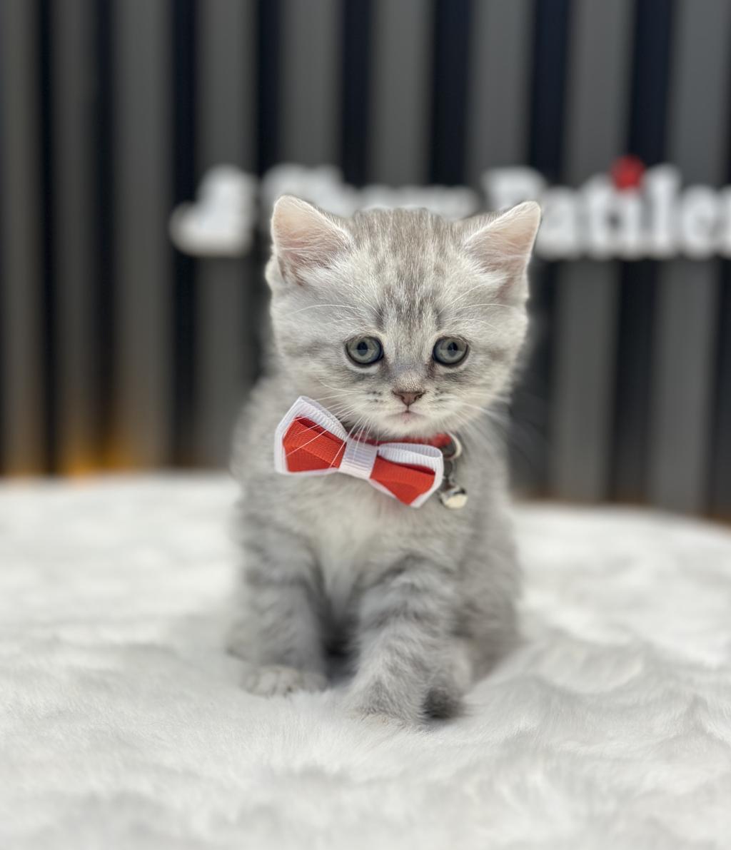 Safkan İrk British Shorthair Silver