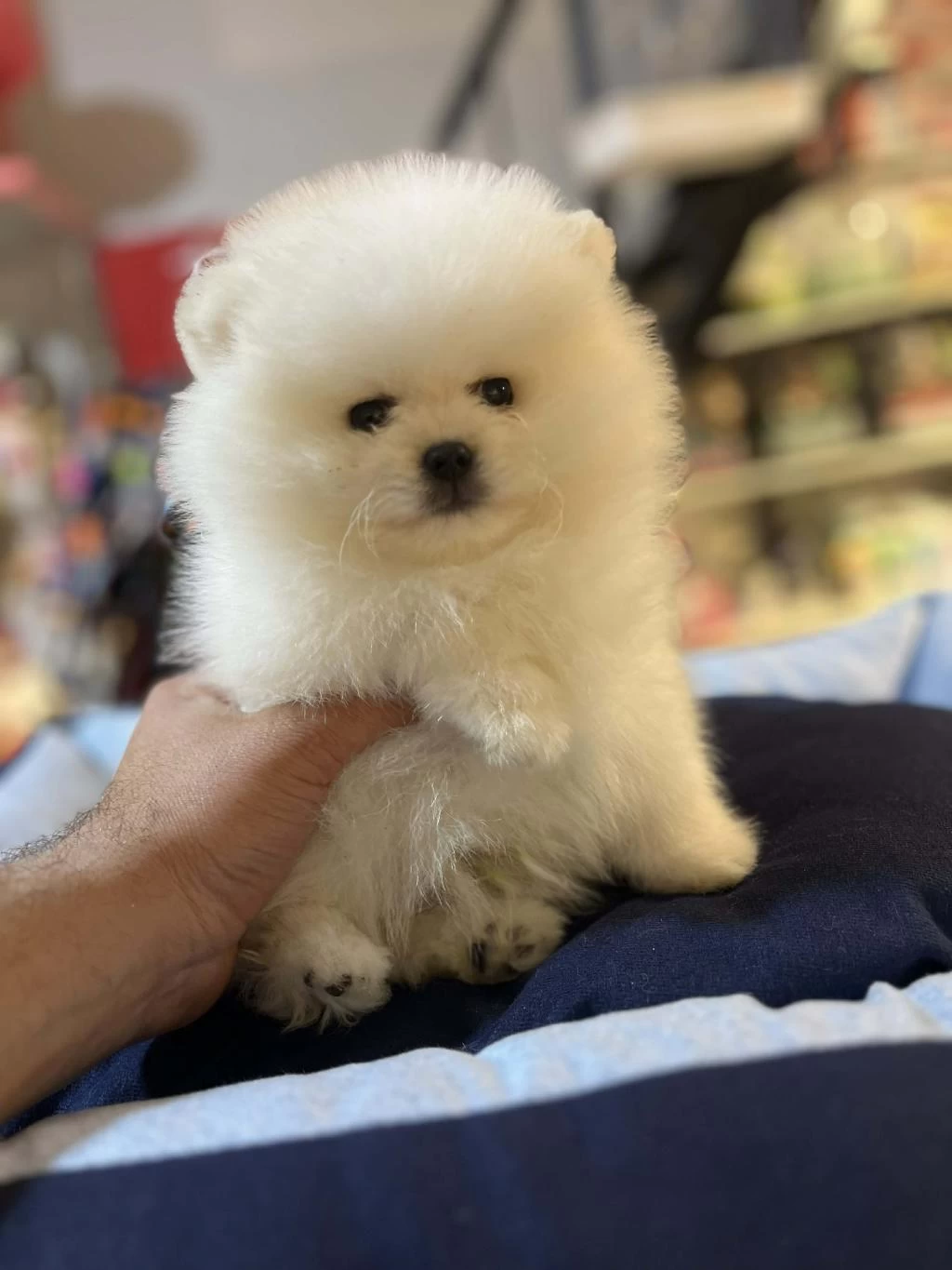 Show Calass Mikrochipli Teddy Bear Surat Pomeranian Boo