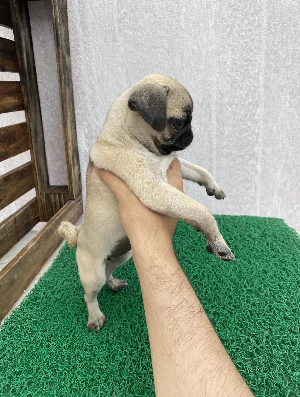 Pug Mops Yavrular Sıfır Burun Gül Kuyruk